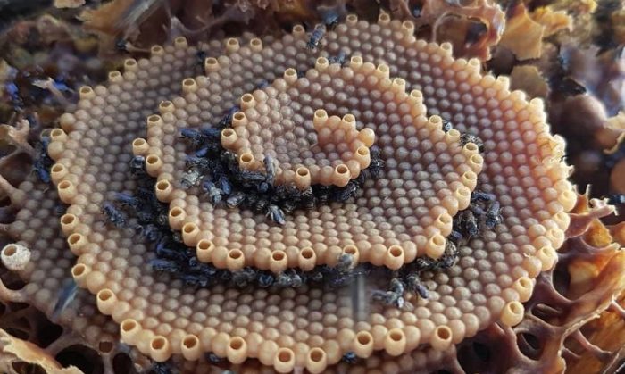 Físicos chilenos descubren novedosa forma en que se organiza la naturaleza