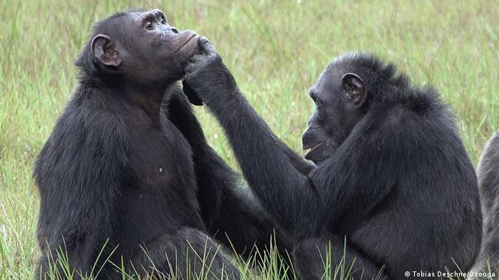 ¿Ayuda médica en el mundo animal? observan por primera vez cómo chimpancés se aplican insectos en las heridas