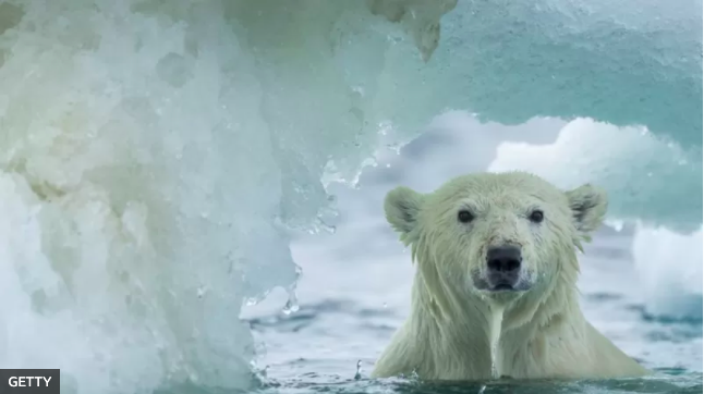 Qué es la Última Área de Hielo del Ártico (y por qué es clave para el futuro de la vida en el planeta)