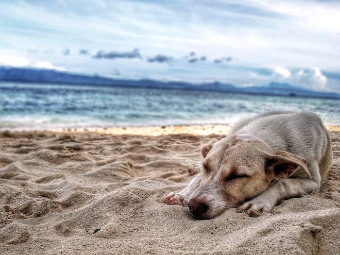 Mascotas en vacaciones: experta da recomendaciones para viajar junto a ellos en verano