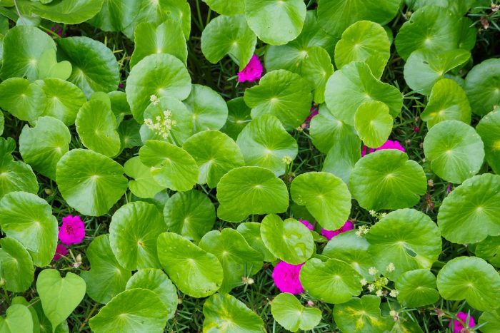 Centella asiática: el ancestral antiage del oriente