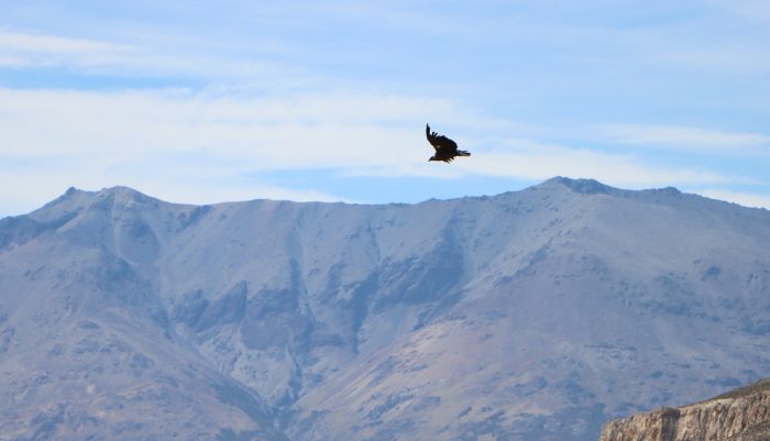 Liberan a cuatro cóndores andinos en el Parque Nacional Patagonia