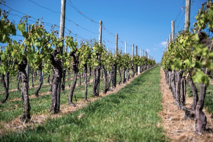 El mes del vino y la preocupación por unas producción sustentable de las viñas chilenas