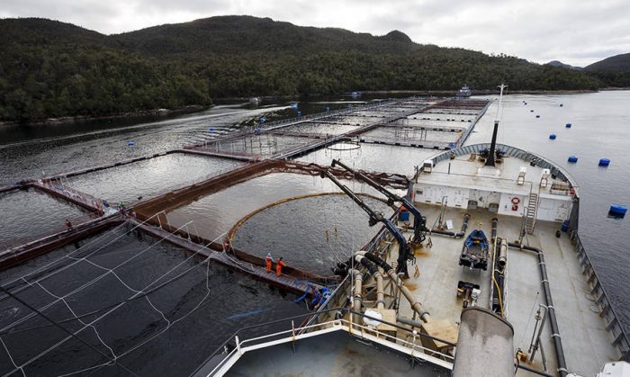 Cultivo de salmones en Áreas Marinas Protegidas: el polémico proyecto que el Gobierno de Piñera presentó antes de dejar el mando