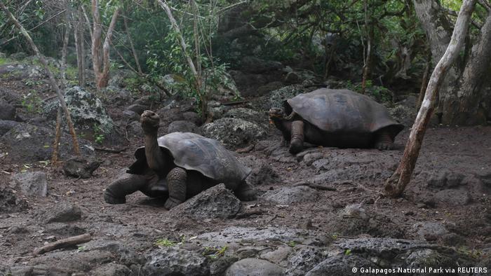 Hallan una nueva especie de tortuga gigante en las Islas Galápagos