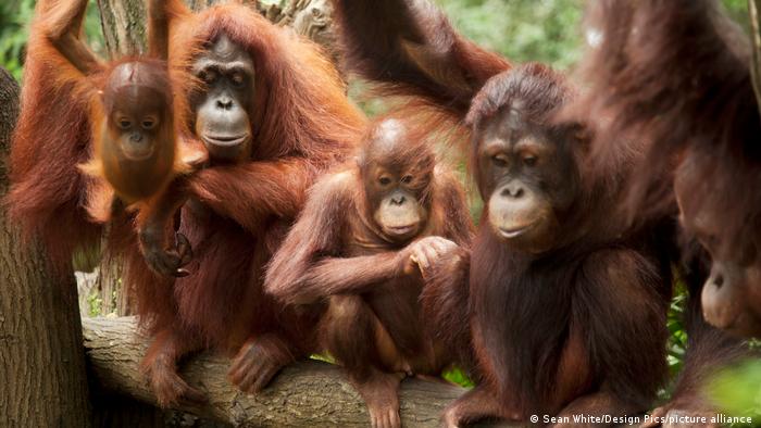 Los orangutanes «desarrollan su propia jerga» igual que los humanos, según estudio