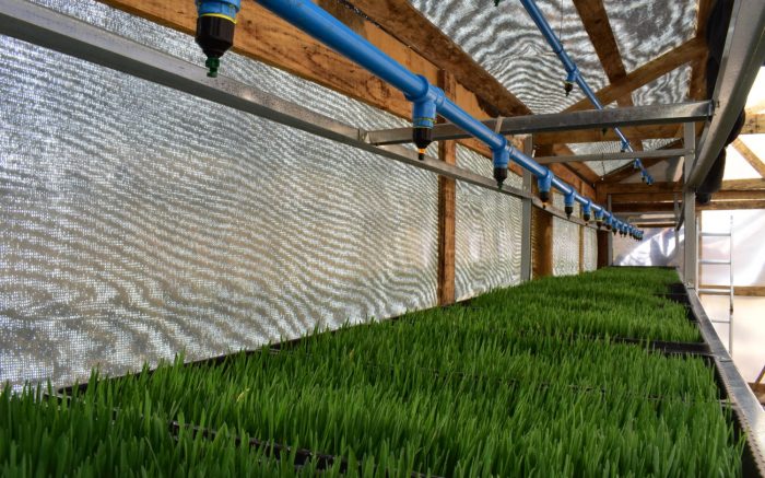 Desarrollan cultivo hidropónico para cuidar el suelo y agua del Valle del Elqui