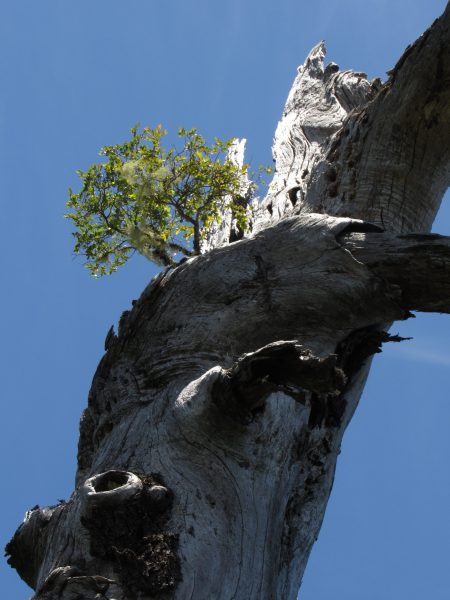 Nuevos hallazgos revelan que árboles pueden regenerarse sobre la copa de ejemplares centenarios