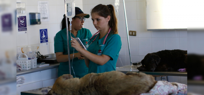 Salud mental en mujeres veterinarias: »Está bien no estar bien»