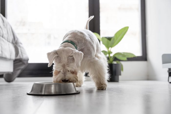Los beneficios de una alimentación canina monoproteica para tu mascota