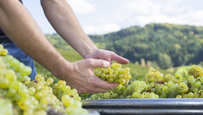 Vendimia 2022: los desafíos detrás del alza en la demanda de vinos