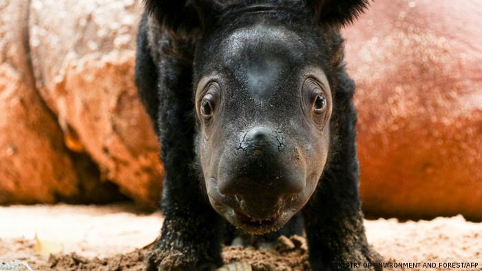 Nace una cría del extraño rinoceronte de Sumatra, una especie en peligro de extinción