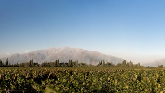 La cruzada por internacionalizar la denominación de origen Puente Alto, un terroir de clase mundial