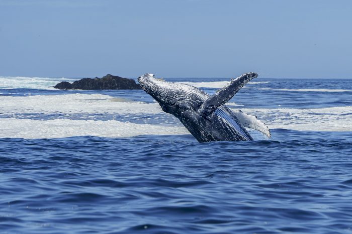 Blue Boat: iniciativa busca realizar una acción concreta para la mitigación del cambio climático con la protección a ballenas