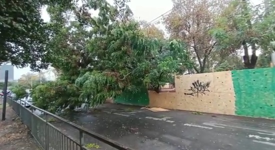 Árbol caído en Santiago Centro por frente de mal tiempo provocó corte en el tránsito