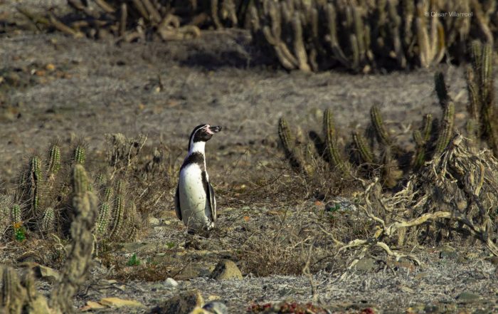 Los pingüinos del archipiélago de Humboldt, amenazados por la minera Dominga