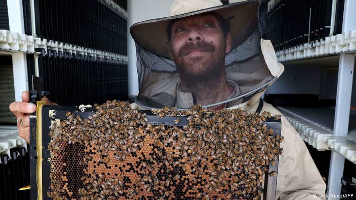 Empresa emergente en Israel crea colmenas robóticas para evitar colapso de las colonias de abejas