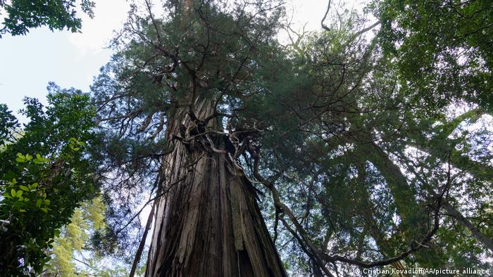 El árbol más antiguo del mundo podría haber sido encontrado en Chile, tener más de 5.000 años y estar muriendo