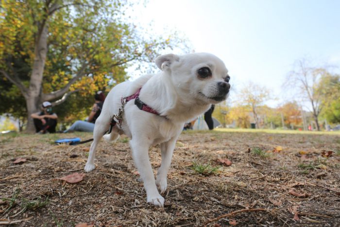 Unión Europea exige cuarentena a mascotas de contagiados de la viruela del mono