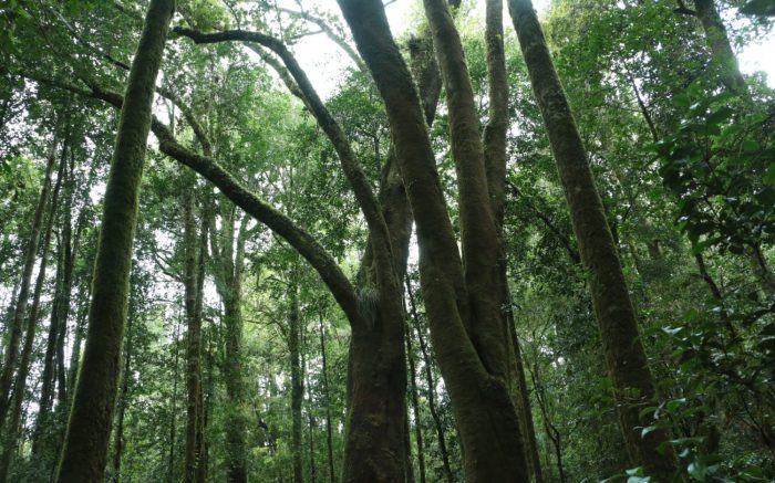 Llancahue: Región de Los Ríos suma un nuevo Santuario de la Naturaleza