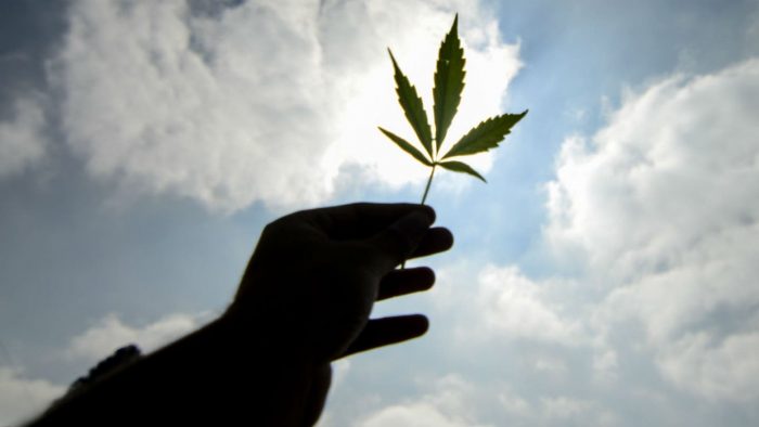 Marihuana: llaman a participar en encuesta sobre consumo de la cannabis