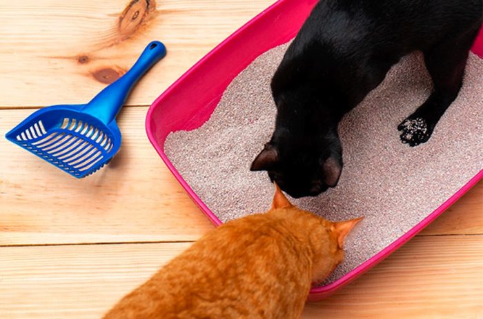 Correcta higiene y arena apropiada: claves para eliminar de manera efectiva el olor a orina del gato