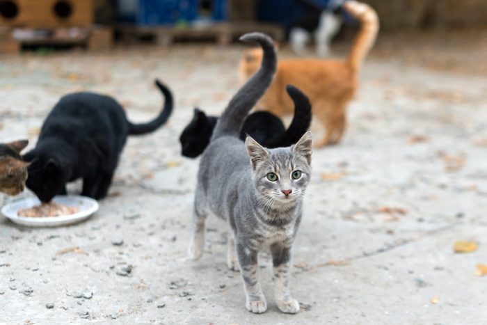 Por qué una ley que protegerá los gatos callejeros también ayudará a proteger la biodiversidad en España