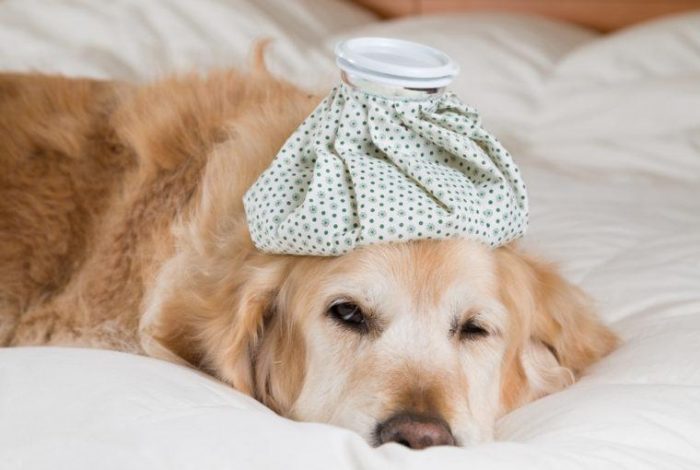 ¿Cómo evitar y tratar la gripe de las mascotas con medidas caseras?