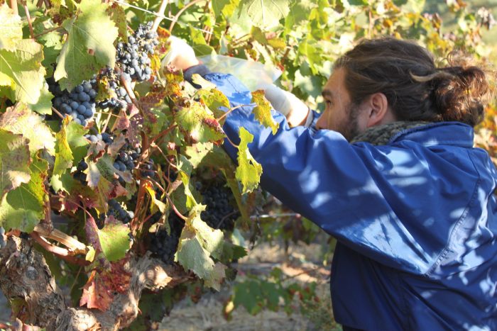 Estudio científico detalla rol de microorganismos del vino en la conservación de biodiversidad