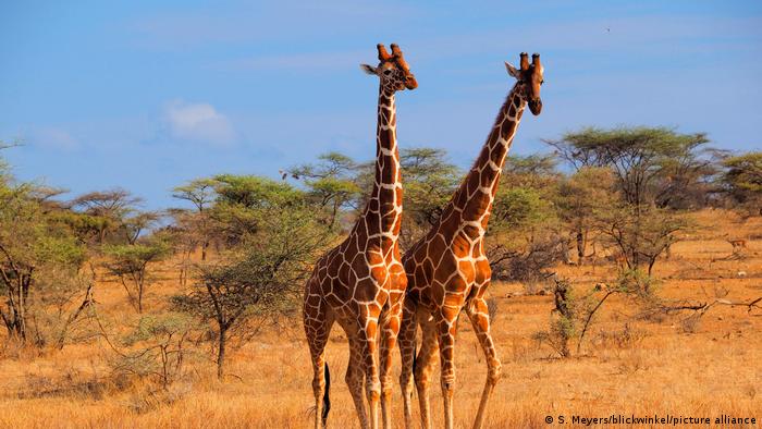 Cuellos para el sexo: cómo evolucionaron las jirafas para reproducirse
