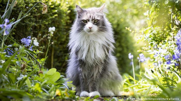 ¿Por qué los gatos se vuelven locos por el «catnip»? Científicos descubren efecto oculto de la hierba gatera