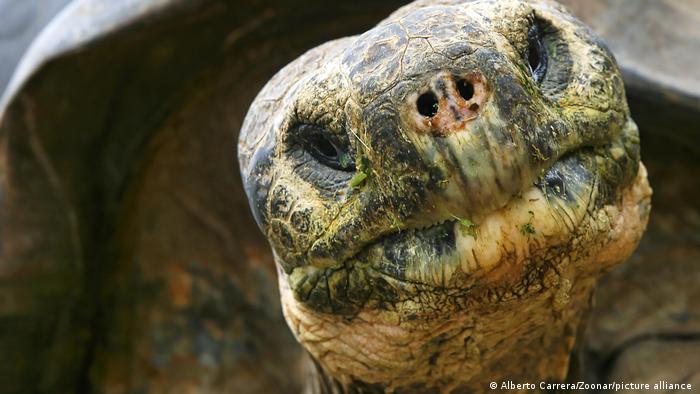 Las tortugas, reacias a «morir», desafían las teorías evolutivas del envejecimiento