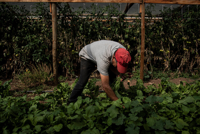 Chile puede alimentar a Chile: imperativo ético y desafío posible