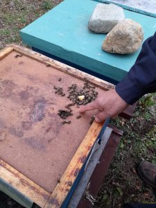 Profesionales se especializan en producción apícola sustentable en La Araucanía