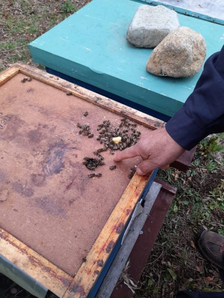 Diagnóstico nacional busca evaluar los impactos del cambio climático y las medidas de adaptación de la apicultura en Chile