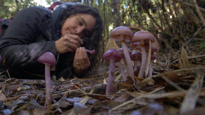 Giuliana Furci, la pionera de los hongos en Chile: «No separo mi existencia de mi trabajo como micóloga»