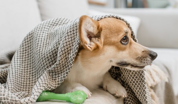 Los perros también pasan frío: consejos para cuidarlos ante las bajas temperaturas