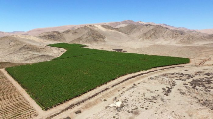 Chile apuesta por la agricultura en el desierto para enfrentar el cambio climático