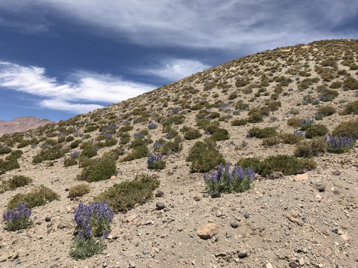 El desierto de Atacama, un tesoro genético que permite a plantas sobrevivir