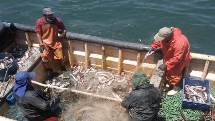 Sector pesquero artesanal: es urgente avanzar hacia un modelo más sostenible en nuestras caletas