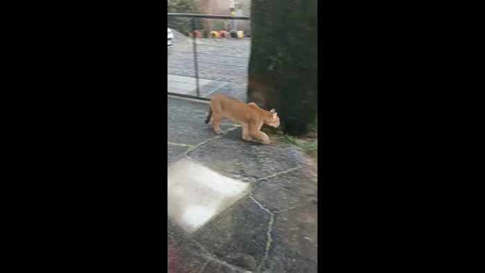Puma asusta a familia de Puerto Montt: animal se escapó de Parque Aviario Edén y apareció en el jardín de una casa