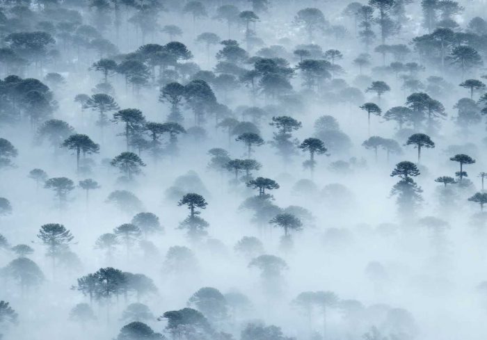 Concurso fotográfico retrató las mejores imágenes de los bosques chilenos