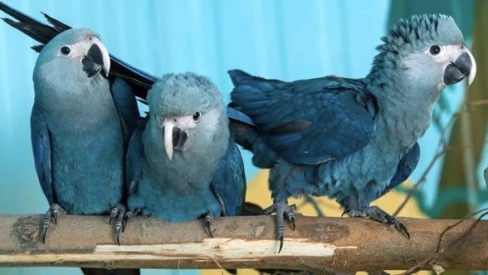 Las guacamayas azules que fueron salvadas de la extinción después de inspirar la película Río