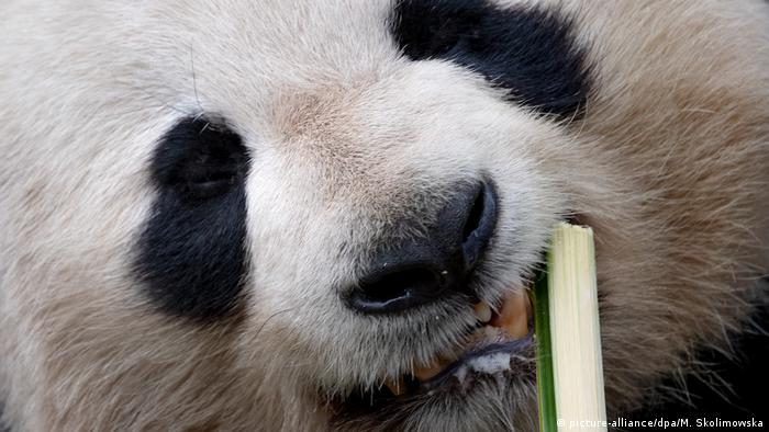 Los pandas comen bambú desde hace por lo menos 6 millones de años según estudio