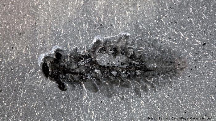 Extraño cerebro fósil de depredador con tres ojos obliga a replantear la evolución de insectos y arañas