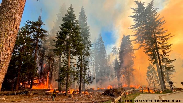 Parque Nacional de Yosemite: incendio forestal amenaza algunos de los árboles más antiguos de la Tierra