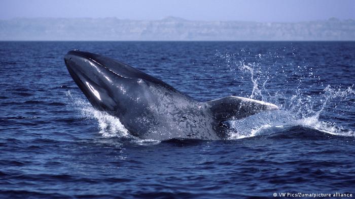 Maisa Rojas y Parque Marino Tic Toc-Golfo Corcovado: para el gobierno proteger la naturaleza es prioridad