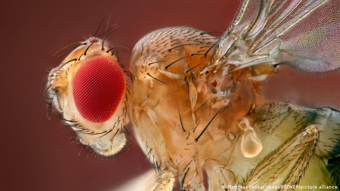 Científicos «hackean» el cerebro de moscas de la fruta y logran controlar sus alas a distancia