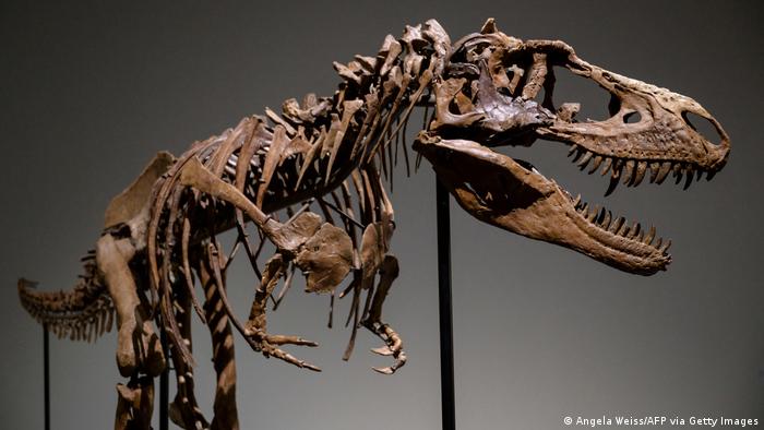 Así se desempolvan los esqueletos de dinosaurios en los museos