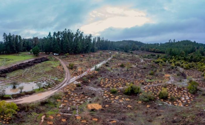 Recuperan hábitat de especies arbóreas nativas amenazadas en Termas de Catillo